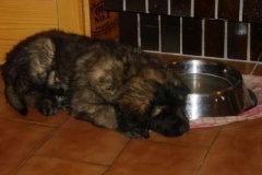 002_gwen_winny_salve_leon-1