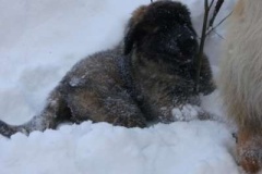 013_zimni_radovanky-10