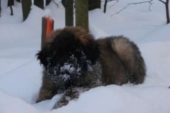 013_zimni_radovanky-17