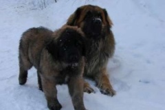 013_zimni_radovanky-20