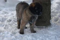 013_zimni_radovanky-21