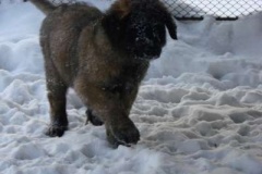 013_zimni_radovanky-3
