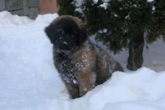 013_zimni_radovanky-4