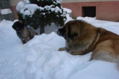 013_zimni_radovanky-5