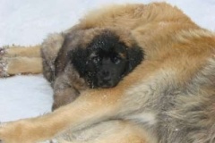 013_zimni_radovanky-6