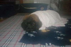 013_zimni_radovanky-8