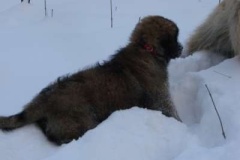 013_zimni_radovanky-9