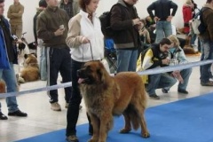 044_duo_cacib_mvp_brno-1
