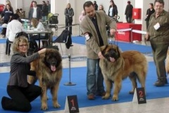 044_duo_cacib_mvp_brno-4