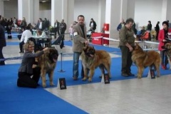 044_duo_cacib_mvp_brno-5