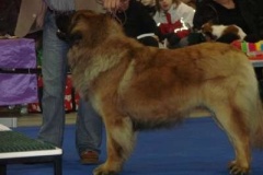 045_duo_cacib_mpv_brno-3