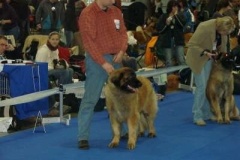 045_duo_cacib_mpv_brno-5