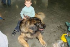 045_duo_cacib_mpv_brno-7