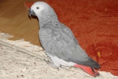 048_nas_papousek_zako_sedy_oskar-10