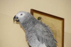 048_nas_papousek_zako_sedy_oskar-3