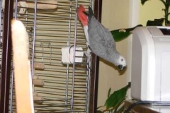 048_nas_papousek_zako_sedy_oskar-4