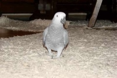 048_nas_papousek_zako_sedy_oskar-6
