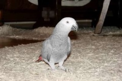 048_nas_papousek_zako_sedy_oskar-7