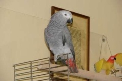 048_nas_papousek_zako_sedy_oskar-8