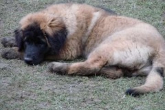 050_dovadeni_s_bardem_na_zahrade-19