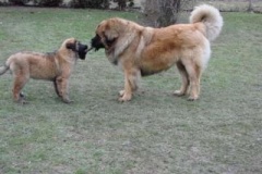 050_dovadeni_s_bardem_na_zahrade-26