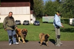 057_klubovy_sraz_chovatelu_psu_leonbergeru-20