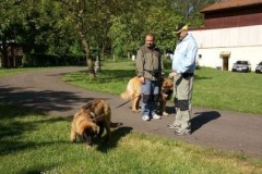 057_klubovy_sraz_chovatelu_psu_leonbergeru-23