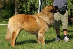 057_klubovy_sraz_chovatelu_psu_leonbergeru-27
