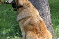 057_klubovy_sraz_chovatelu_psu_leonbergeru-29