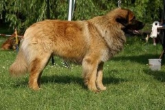 057_klubovy_sraz_chovatelu_psu_leonbergeru-32