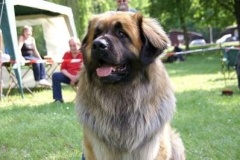 057_klubovy_sraz_chovatelu_psu_leonbergeru-37