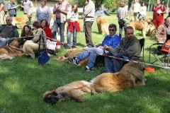 057_klubovy_sraz_chovatelu_psu_leonbergeru-38