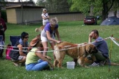 057_klubovy_sraz_chovatelu_psu_leonbergeru-40