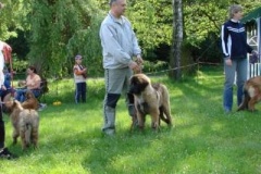 057_klubovy_sraz_chovatelu_psu_leonbergeru-42