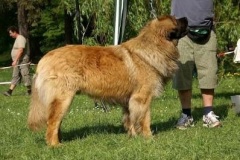 057_klubovy_sraz_chovatelu_psu_leonbergeru-47
