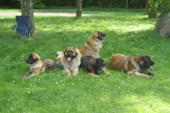 057_klubovy_sraz_chovatelu_psu_leonbergeru-49