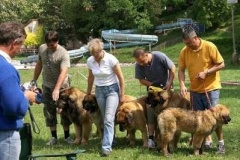 057_klubovy_sraz_chovatelu_psu_leonbergeru-52