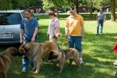 057_klubovy_sraz_chovatelu_psu_leonbergeru-53