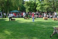 057_klubovy_sraz_chovatelu_psu_leonbergeru-54