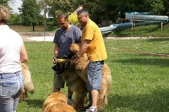 057_klubovy_sraz_chovatelu_psu_leonbergeru-59