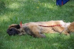 057_klubovy_sraz_chovatelu_psu_leonbergeru-60