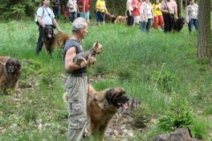 057_klubovy_sraz_chovatelu_psu_leonbergeru-61
