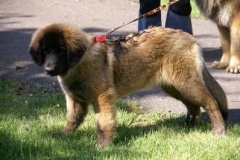 057_klubovy_sraz_chovatelu_psu_leonbergeru-64