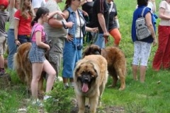 057_klubovy_sraz_chovatelu_psu_leonbergeru-65