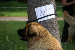 057_klubovy_sraz_chovatelu_psu_leonbergeru-7