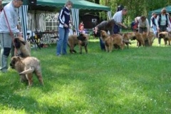 057_klubovy_sraz_chovatelu_psu_leonbergeru-9
