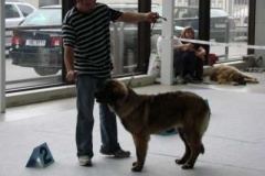 064_gwen_mvp_brno-5