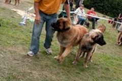 072_bard_gwen_nejhezci_par_psu_svojanov-9