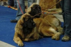 077_gwen_mvp_praha-2
