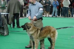 087_gwen_mvp_brno-13